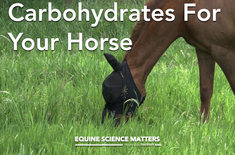 Fibre vs Starch vs Sugar: Carbohydrates For Your Horse | Equine Science Matters™